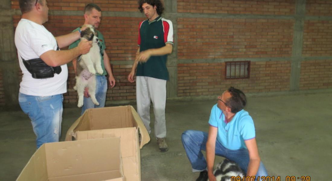 РИОСВ–Смолян предостави 10 кучета на собственици на стада от района