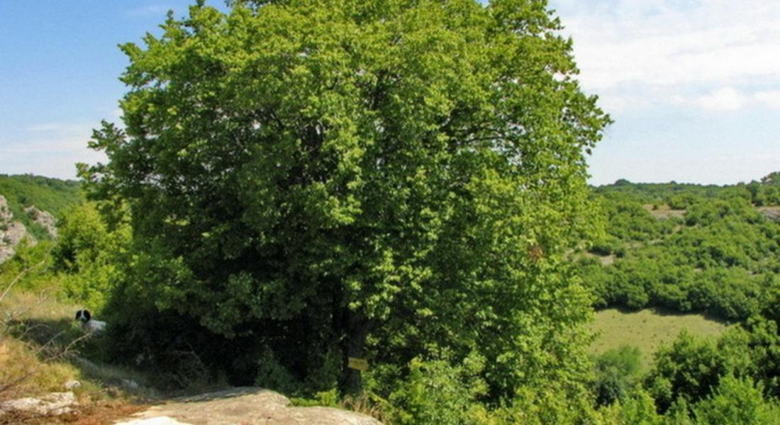 В село Оглед се лекуват с кората на вековно дърво