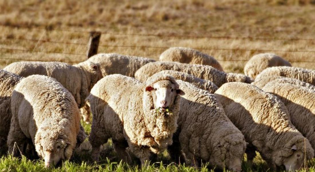 11 овце откраднаха двама от Брезе, задържаха ги в ареста
