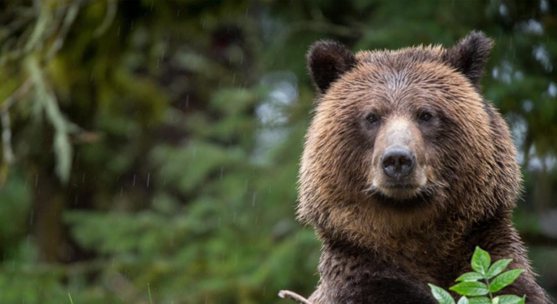 МОСВ изплати 223 000 лева обезщетения за нанесени щети от кафява мечка