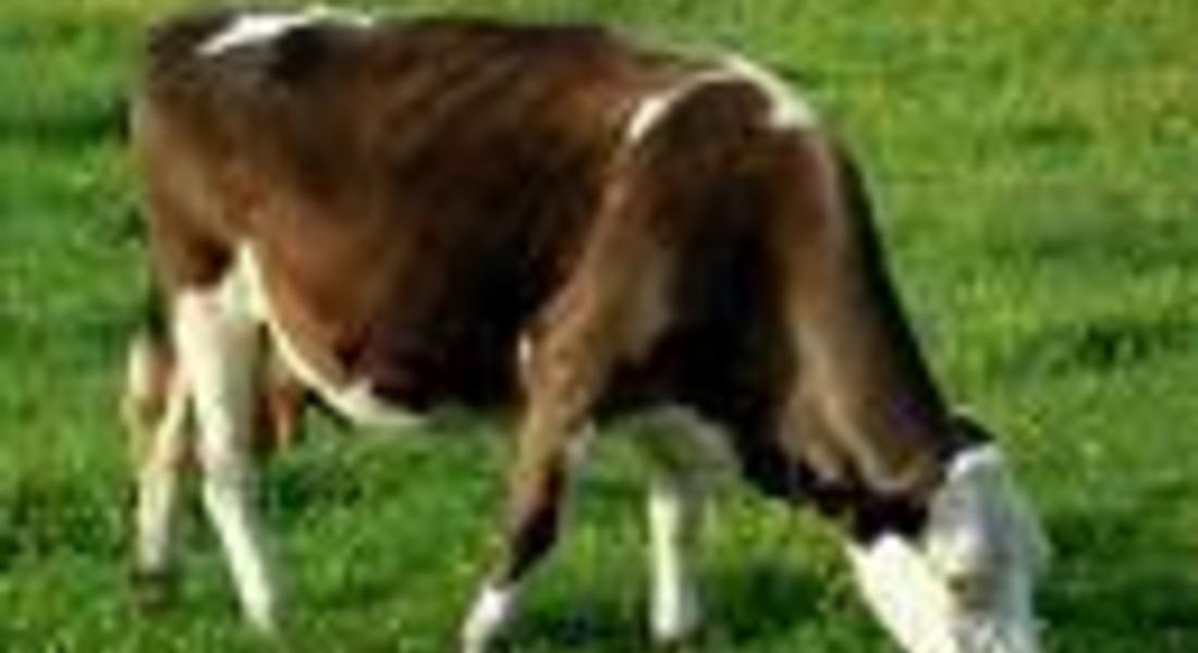 Започва приемът на документи за подпомагане на млечните ферми