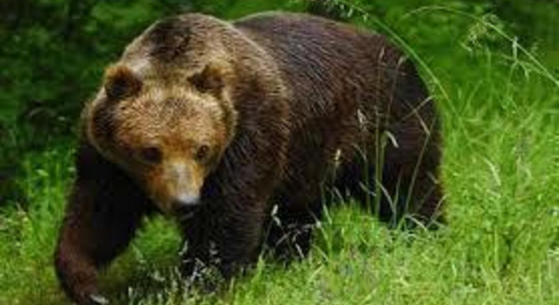  МЗХ издаде разрешително за отстрел на три проблемни мечки в Смолянско