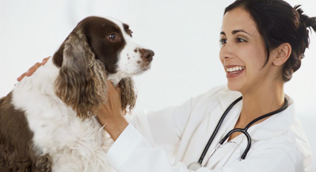 Дават достъп на ветеринарни лекари до националния регистър за кучетата