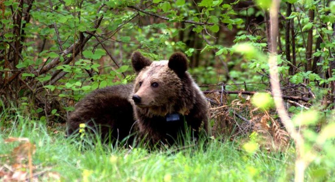 Депутатите забраниха отстрела на мечки