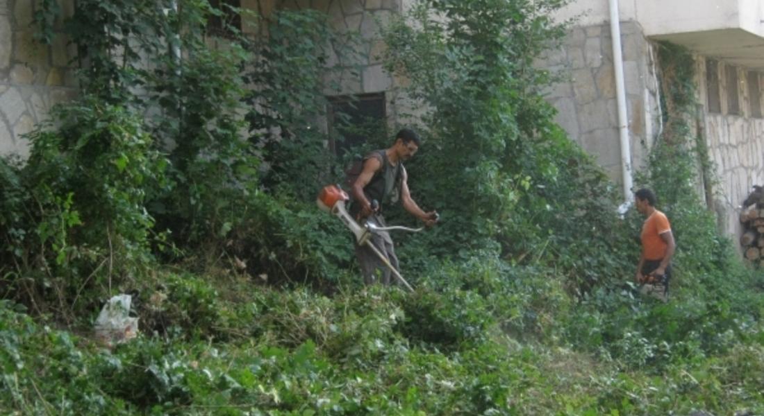Работници на "Титан Клинър" премахват опасни дървета в Смолян