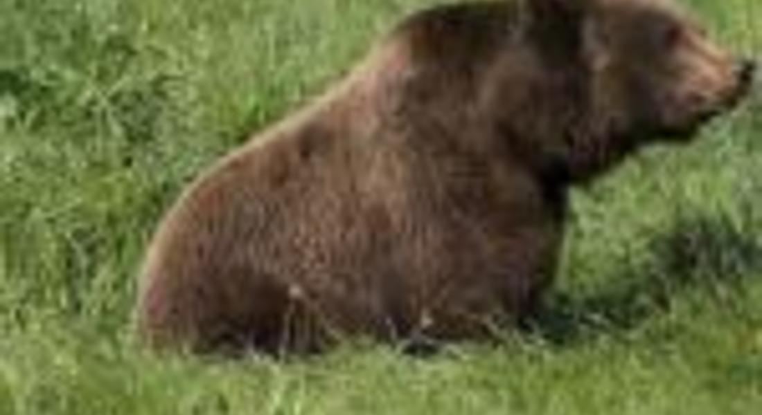 Еколози: Ако ви нападне мечка, лягайте по корем