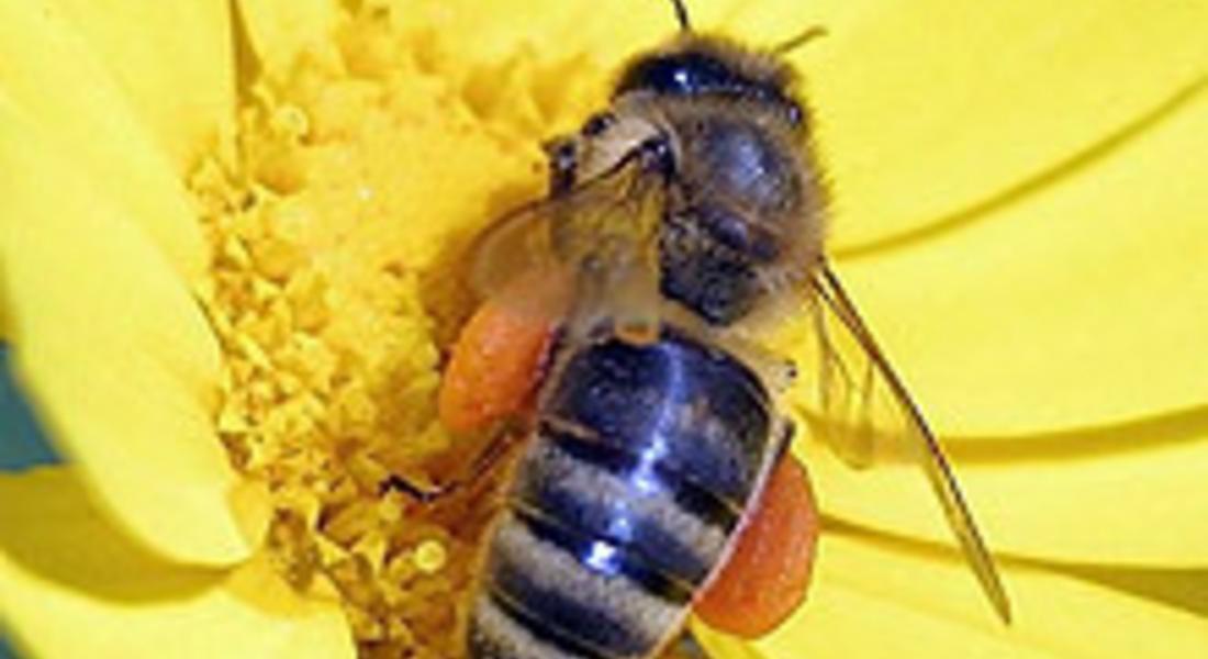 Ефрем Моллов:Пчелите да станат защитен вид
