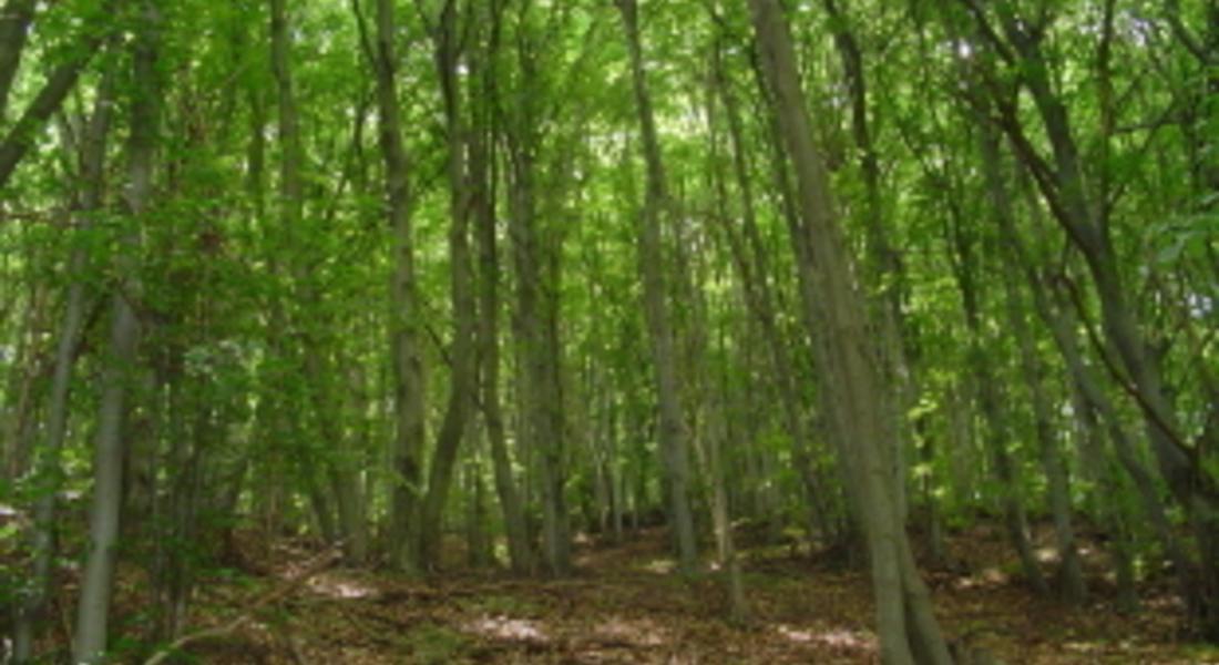 Приоритетно започва усвояването на изсъхналата дървесина в горите