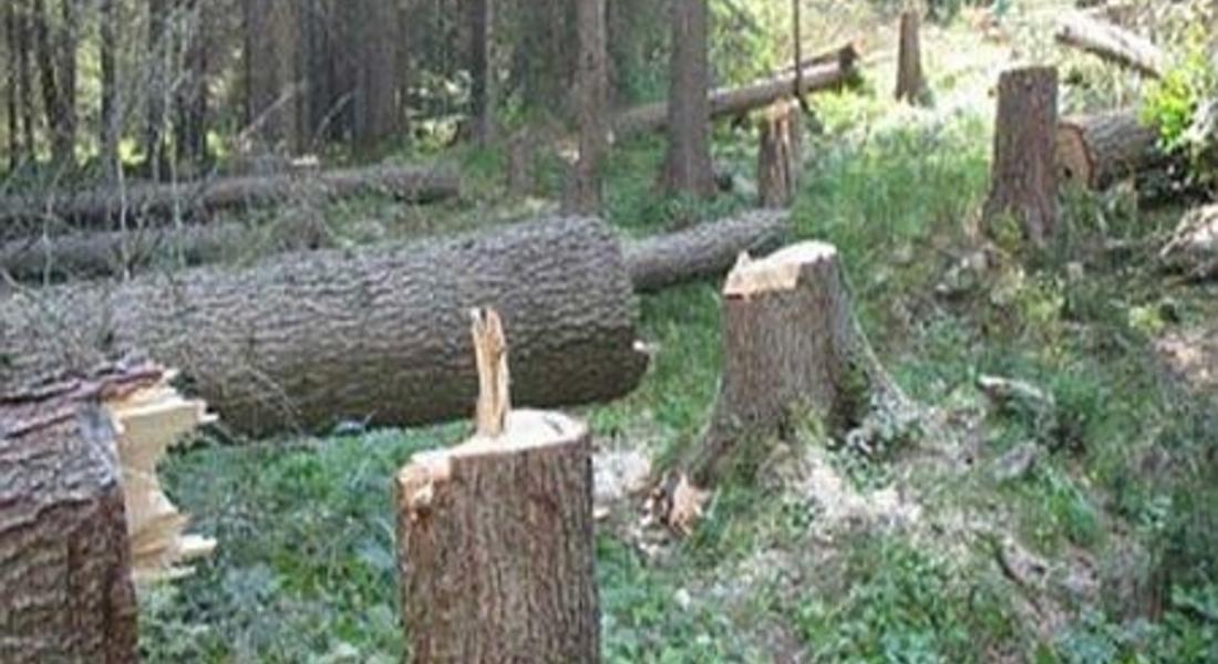 Мъж пострада тежко при дърводобив в района на Борино