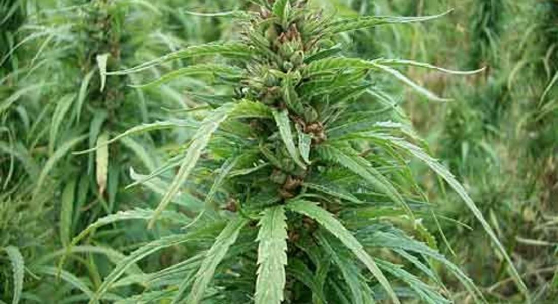 Откриха 76 стръка марихуана в нива край Баните