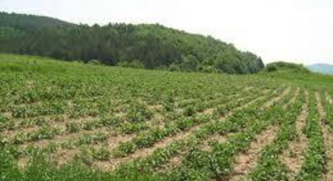 Продължителните дъждове забавиха засаждането на картофи, тютюн и боб в Смолянско