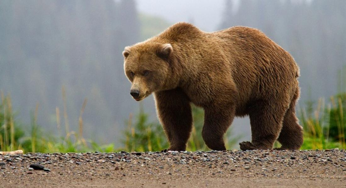 Първо мечо нападение в Смолянско за тази година, стръвница уби овца в местност край Чепеларе