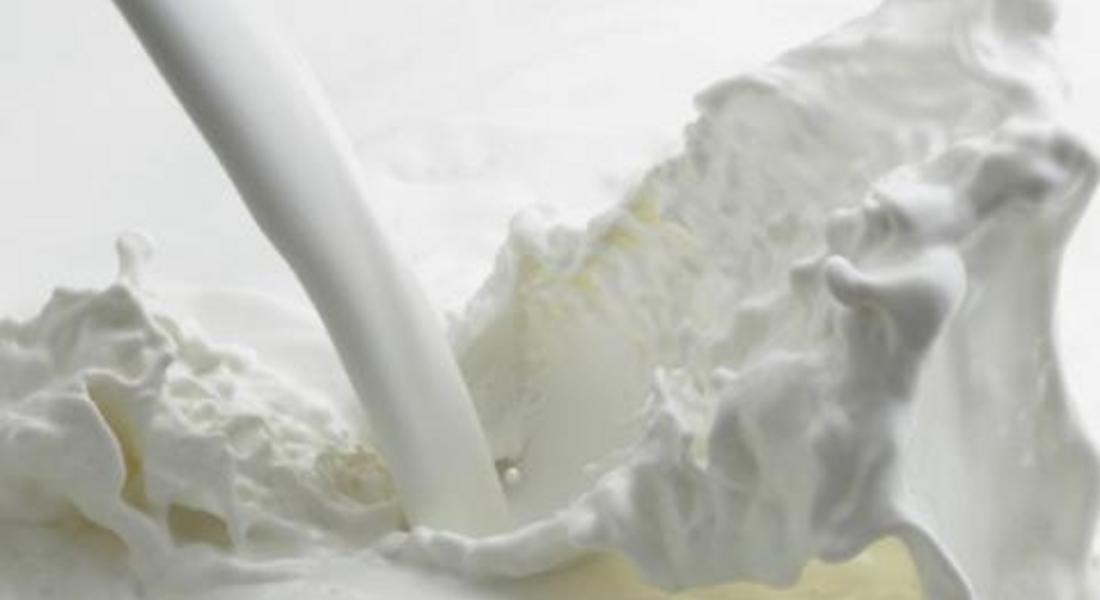 Млякото на Родопите е храна на дълголетници