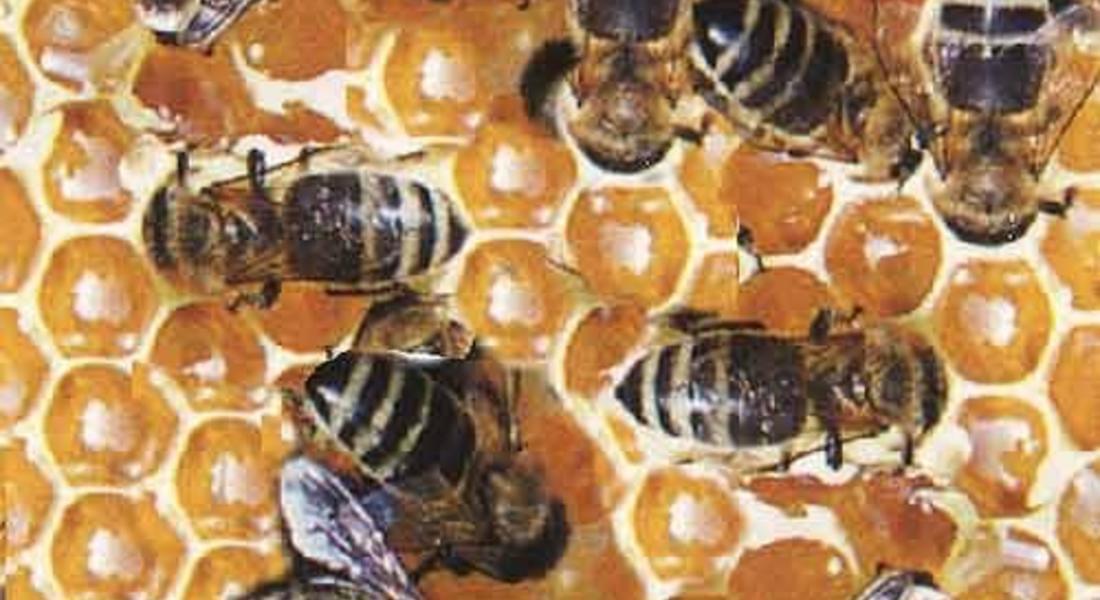 Отварят нов прием за пчелари-проверители