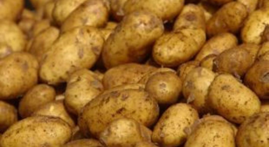 Близо половината от картофената реколта в област Смолян е прибрана