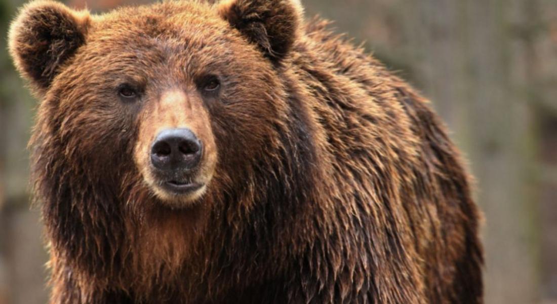  150-килограмова мечка обходила тайно село Стойките