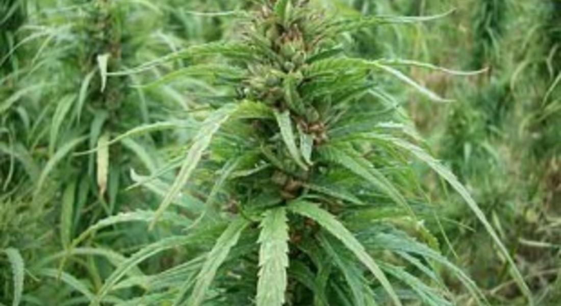 80-сантиметрови стръка марихуана откриха край Рудоземско