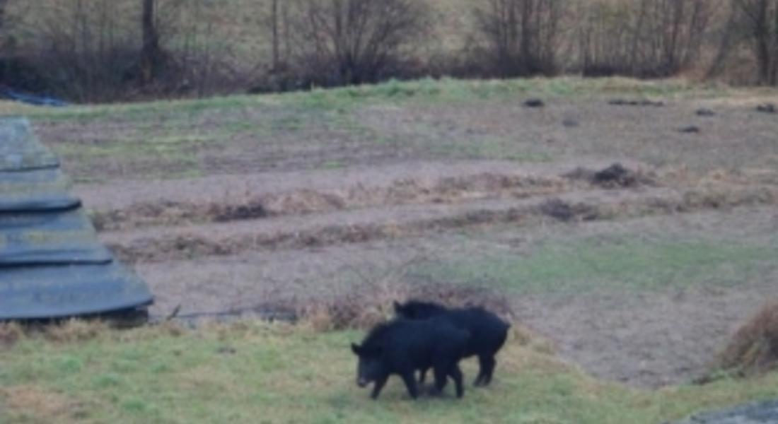 Хищници нападат домашни животни край селата в Неделино