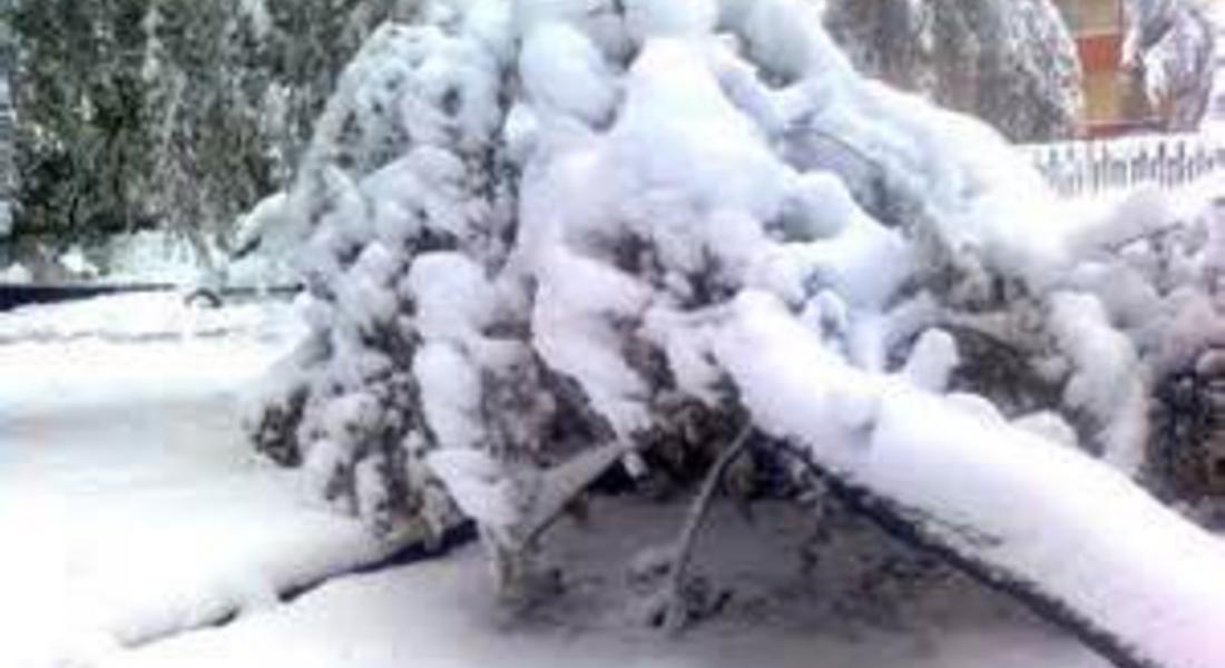  Близо 40 процента от повалената от снеголом дървесина в Южен Централен район ще се добие до края на годината