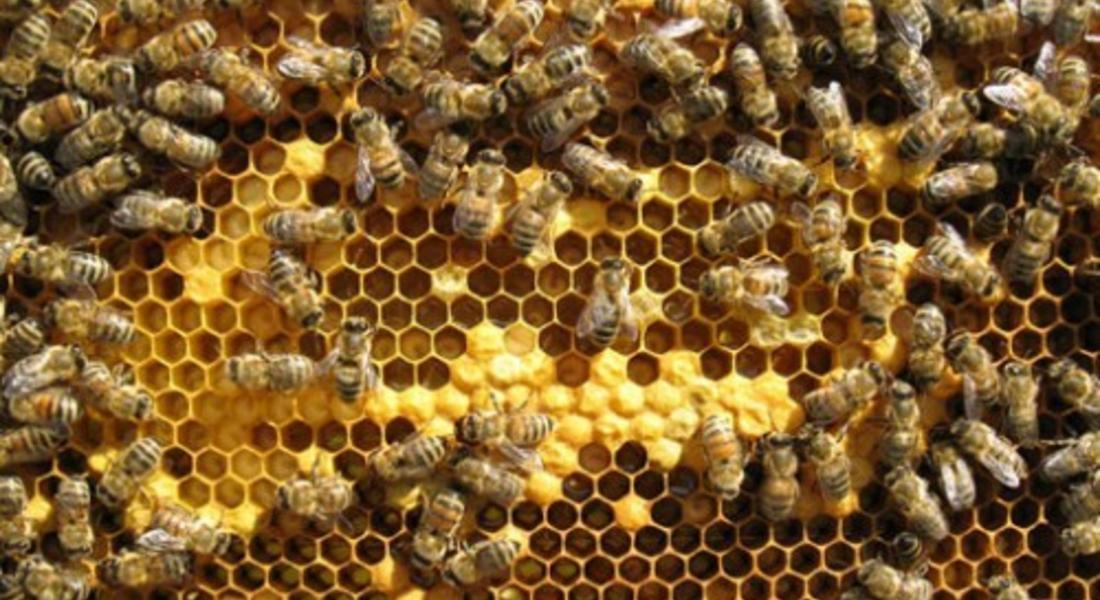 Необичайно топлата зима крие опасност за пчелните семейства 