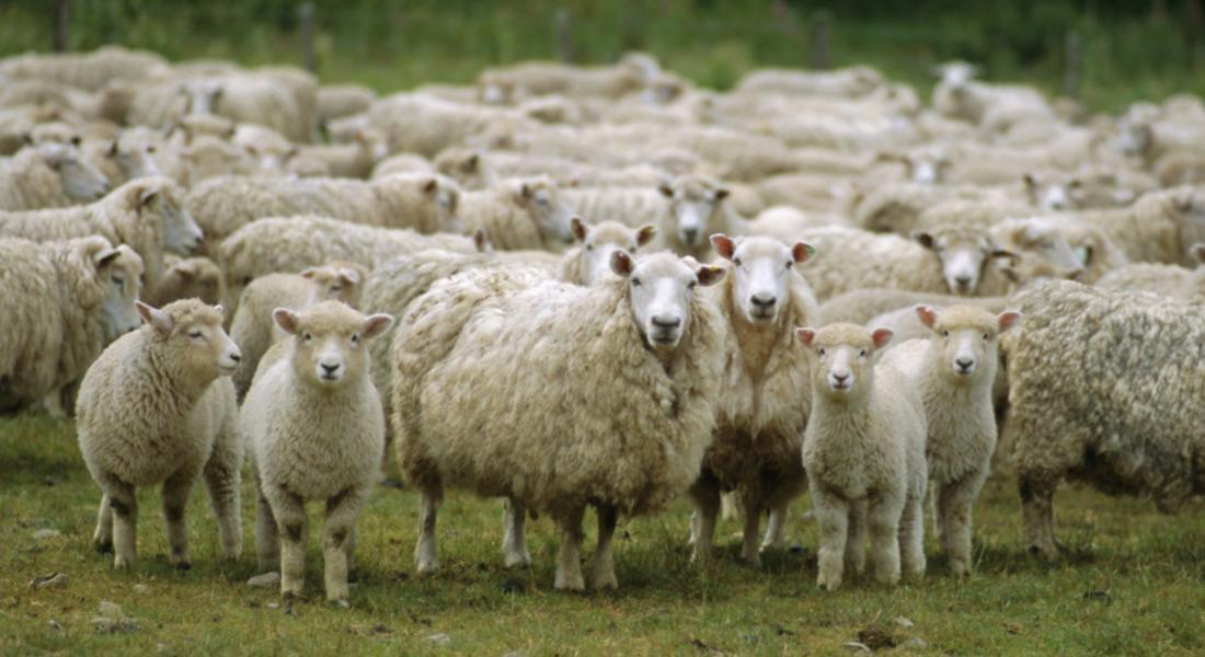 Изложение на местни породи овце предстои край Смолянските езера