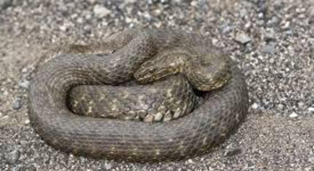 Гнездо на змии отстраниха в близост до речното корито в Устово
