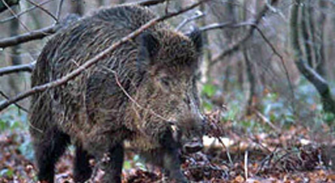 Рудоземска дружинка е на второ място в област Смолян по отстреляни диви прасета