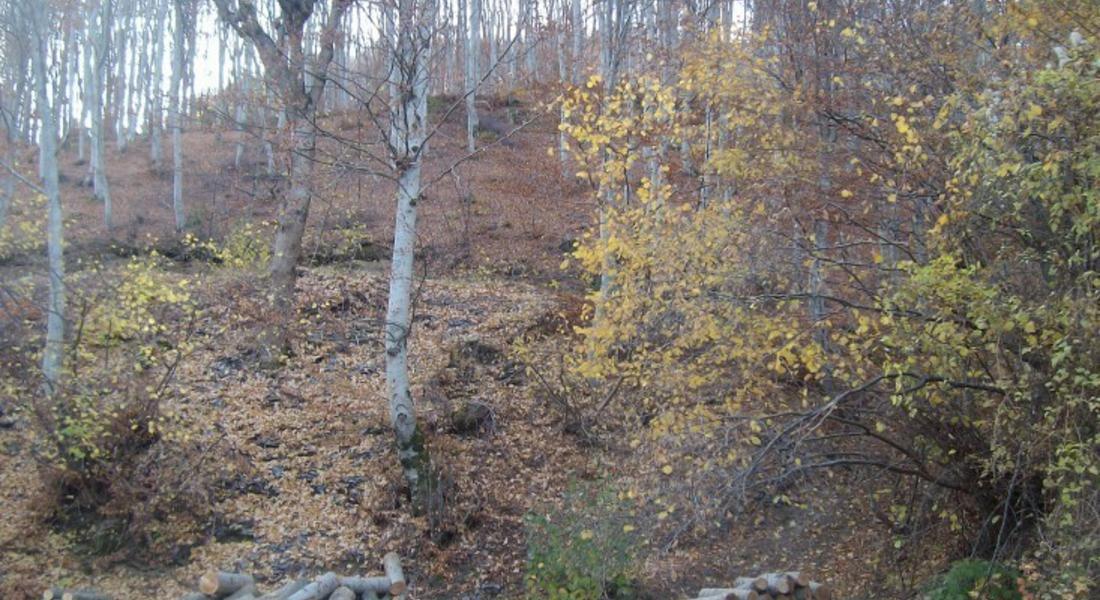 170 дървета отсякоха незаконно в местност край Ягодина