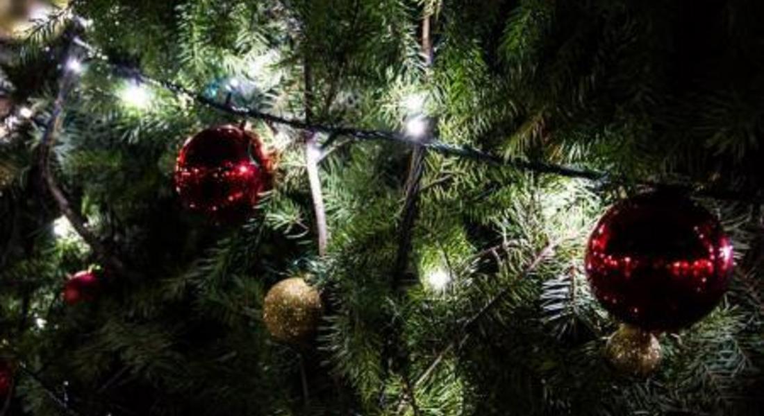 Коледната елха в Златоград грейна