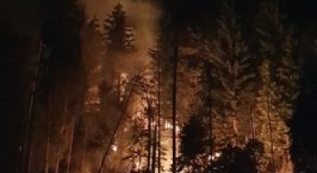 Пожар изпепели 5 дка иглолистна гора край смолянското село Кремене