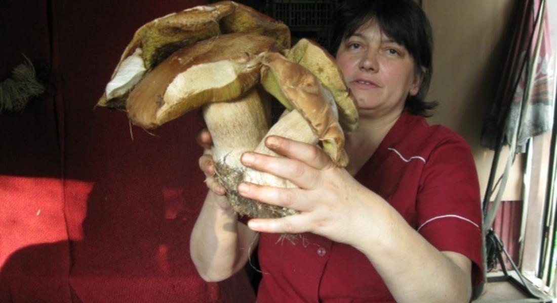  Гъби-гиганти се появиха в Родопите! Берат 7 килограмови манатарки