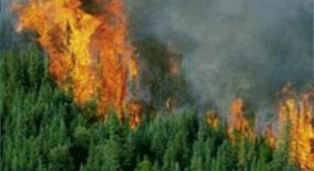Изгоря един декар гора край Гела, спасиха 50 дка  
