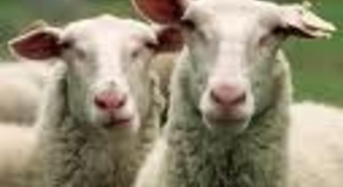 Откраднаха две овце от кошара до село Гьоврен