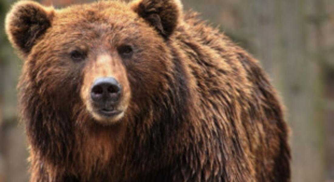 Шест мечки са снимани в различни местности в района на смолянското село Могилица  