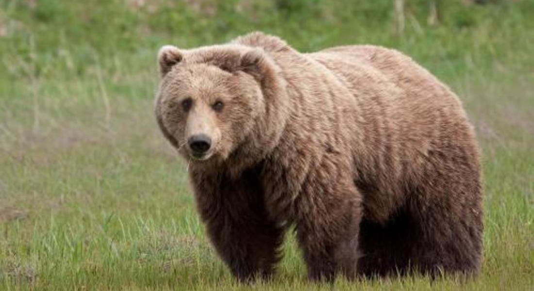 Фирма е платила осигуровките на мъж, нападнат от мечка