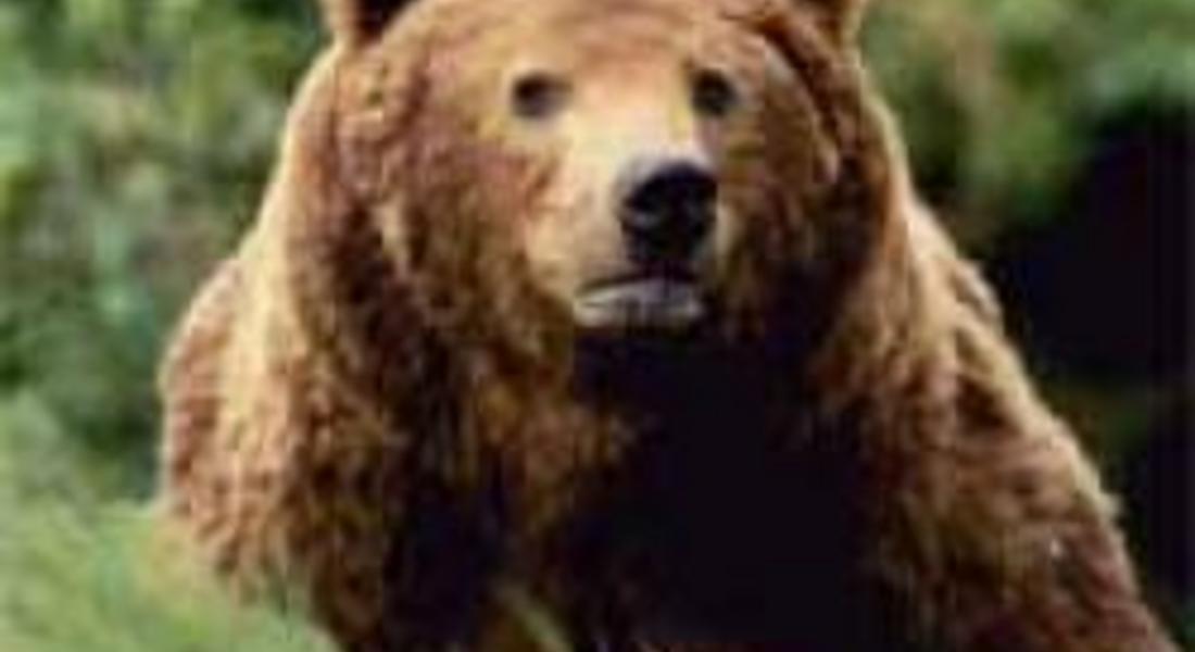 МОСВ издаде разрешително за отстрел на една мечка в района на Славейно