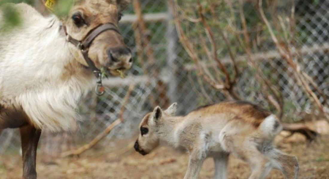  Северно еленче се роди на Гергьовден в Родопите