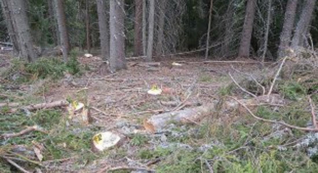 Незаконна сеч край Славейно откри горски инспектор