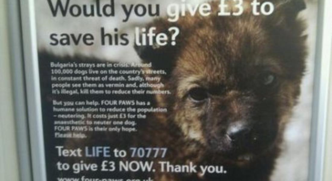 В Лондон събират пари за бездомните български кучета