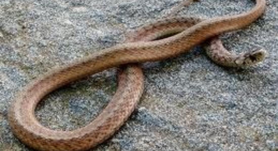Змия влезе в двора на къща в с. Малка Арда