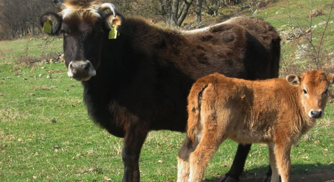  От 1991 до сега броят на кравите е намалял над три пъти в община Доспат