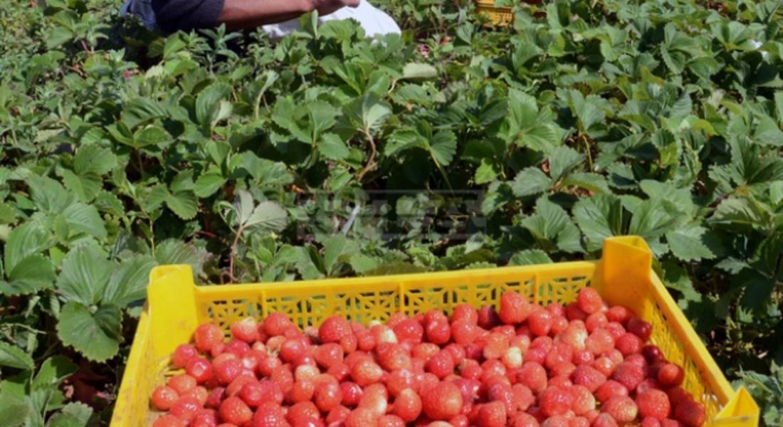  Камерунец отглежда ягоди в Родопско село