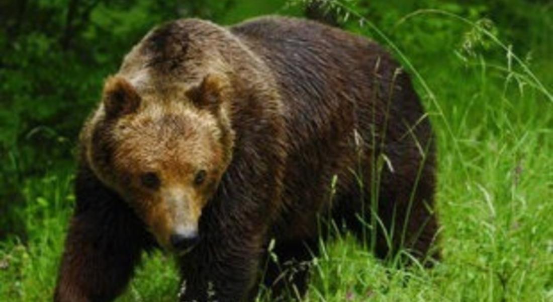 Екоексперти провериха сигнал за мечка с малко мече в района на Средок