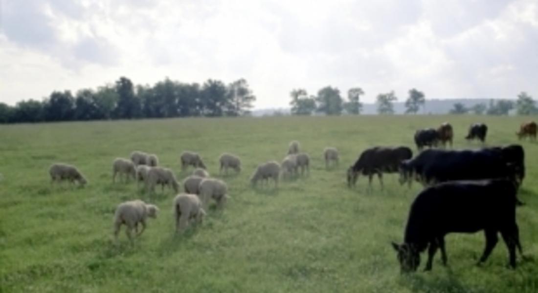 Районното мюфтийство в Смолян ще раздаде 26 крави курбан