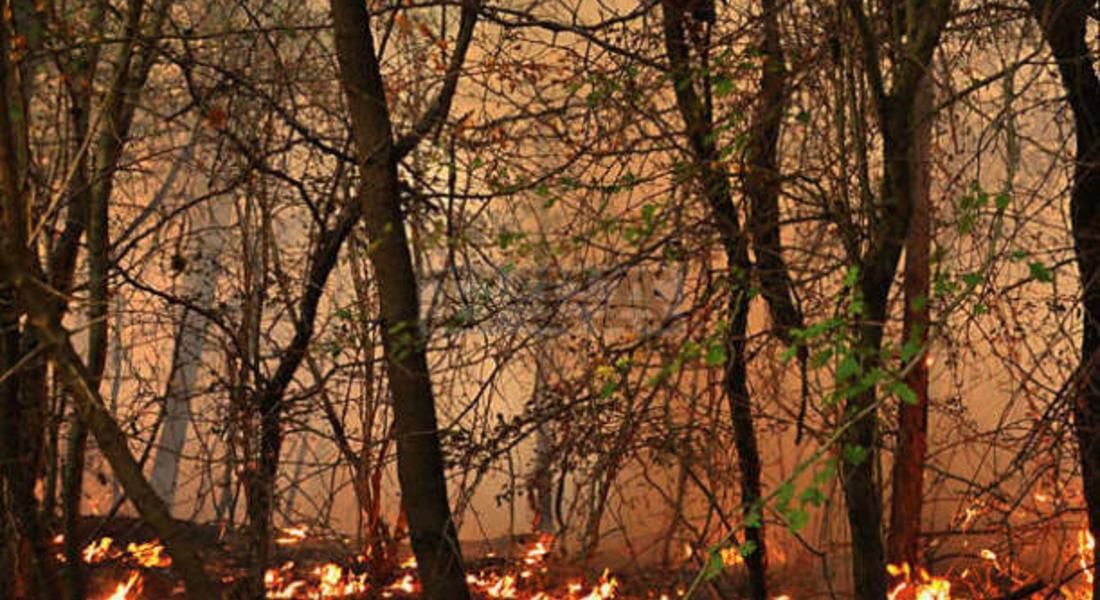 Горски пожар бушува край българо-гръцката граница