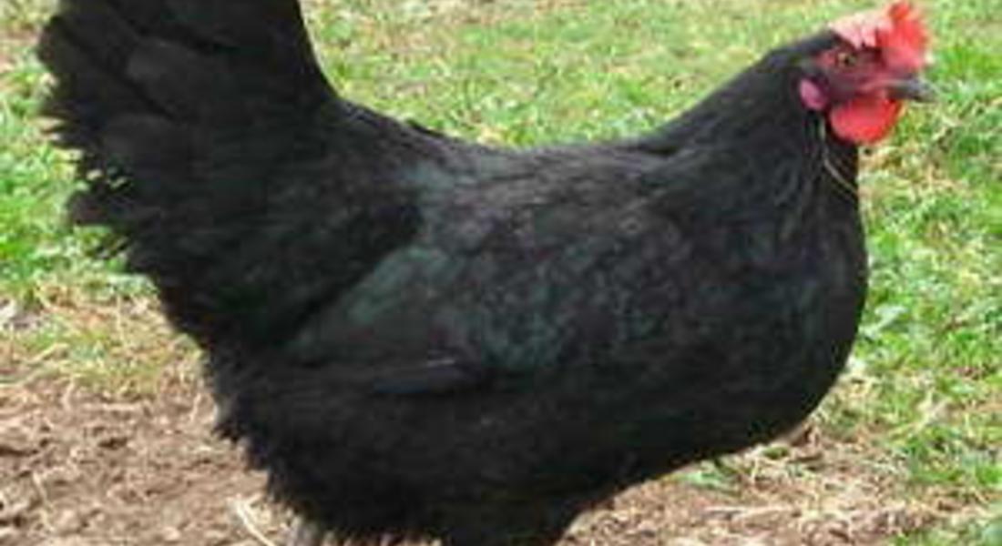  Колят черни кокошки на гроб срещу магия 