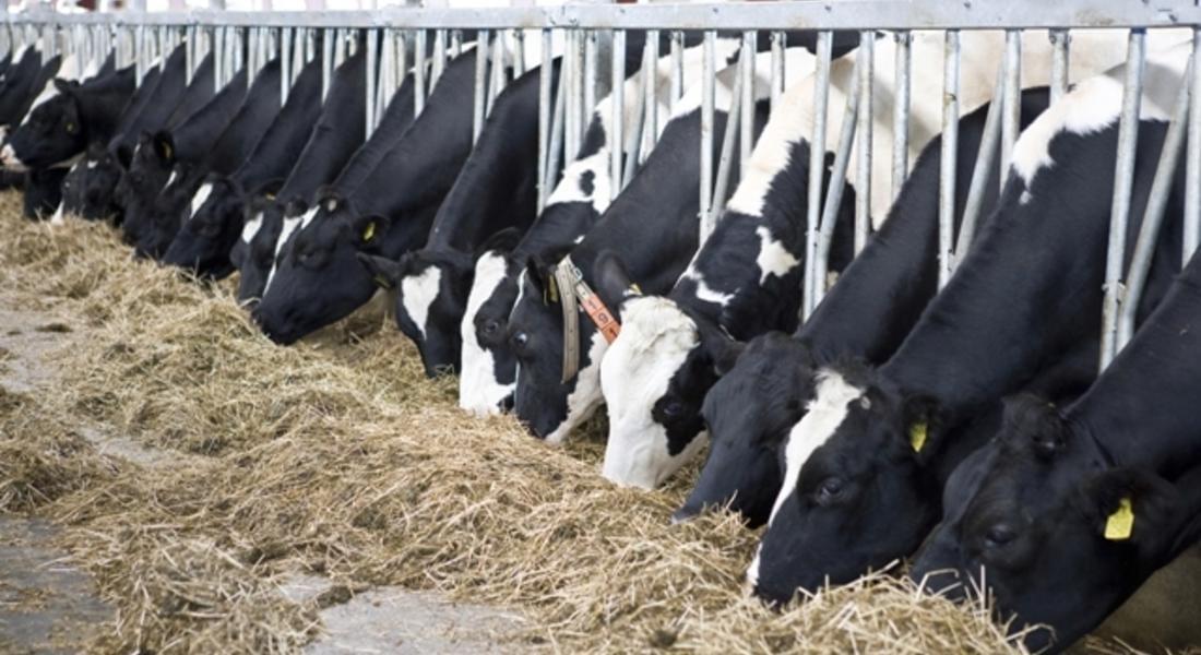 С две години се удължава срокът за преструктуриране на млечните ферми 
