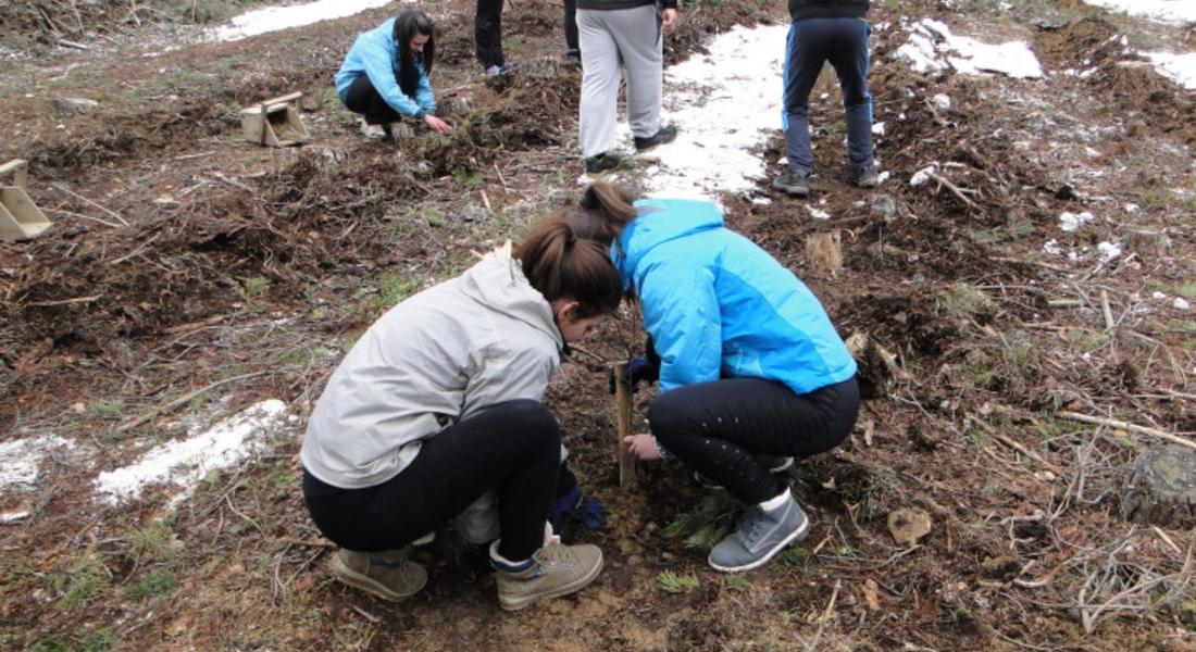 Млади доброволци и скаути залесяваха по повод Седмицата на гората