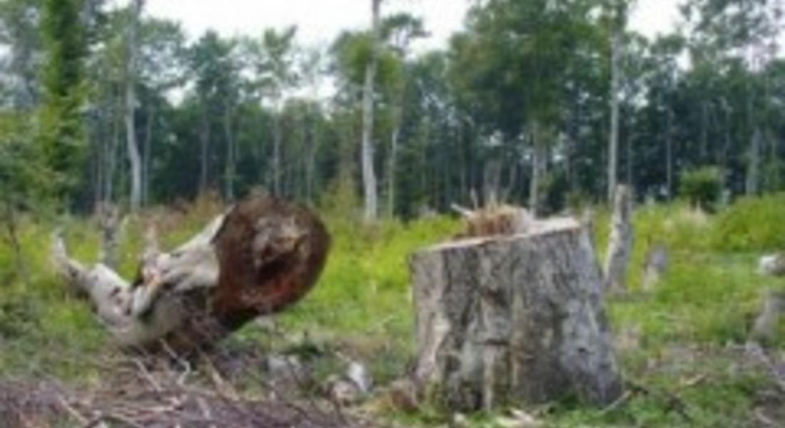 Незаконна сеч на 17 дървета установиха край Борино и Чепеларе