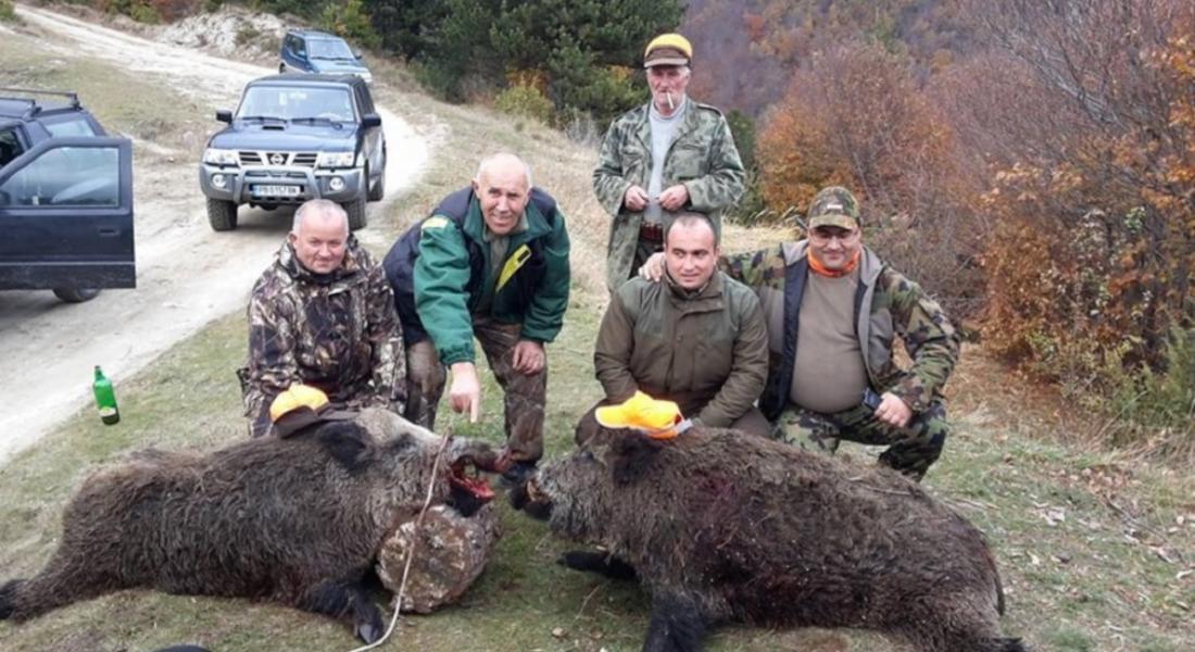  Ловци от Грохотно  отстреляха глиган с трофей достоен за рекорд 